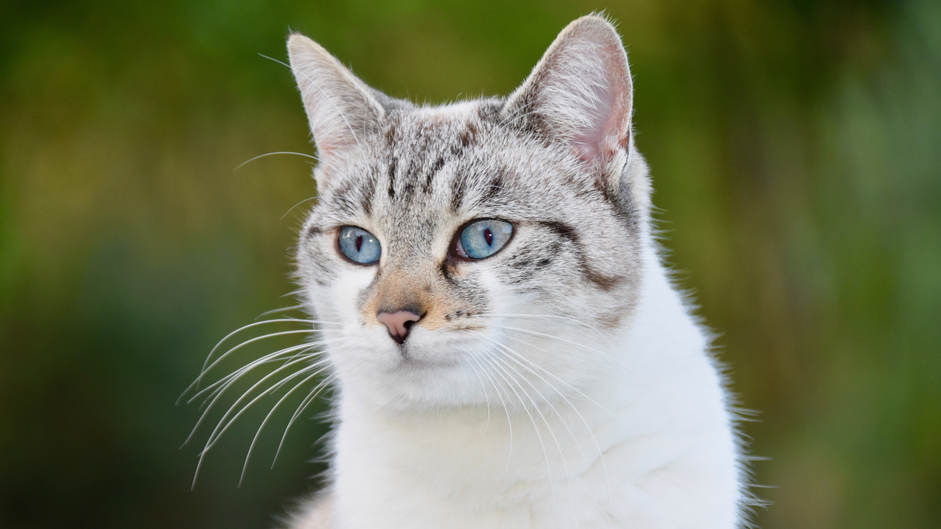 Blue eyed white cat