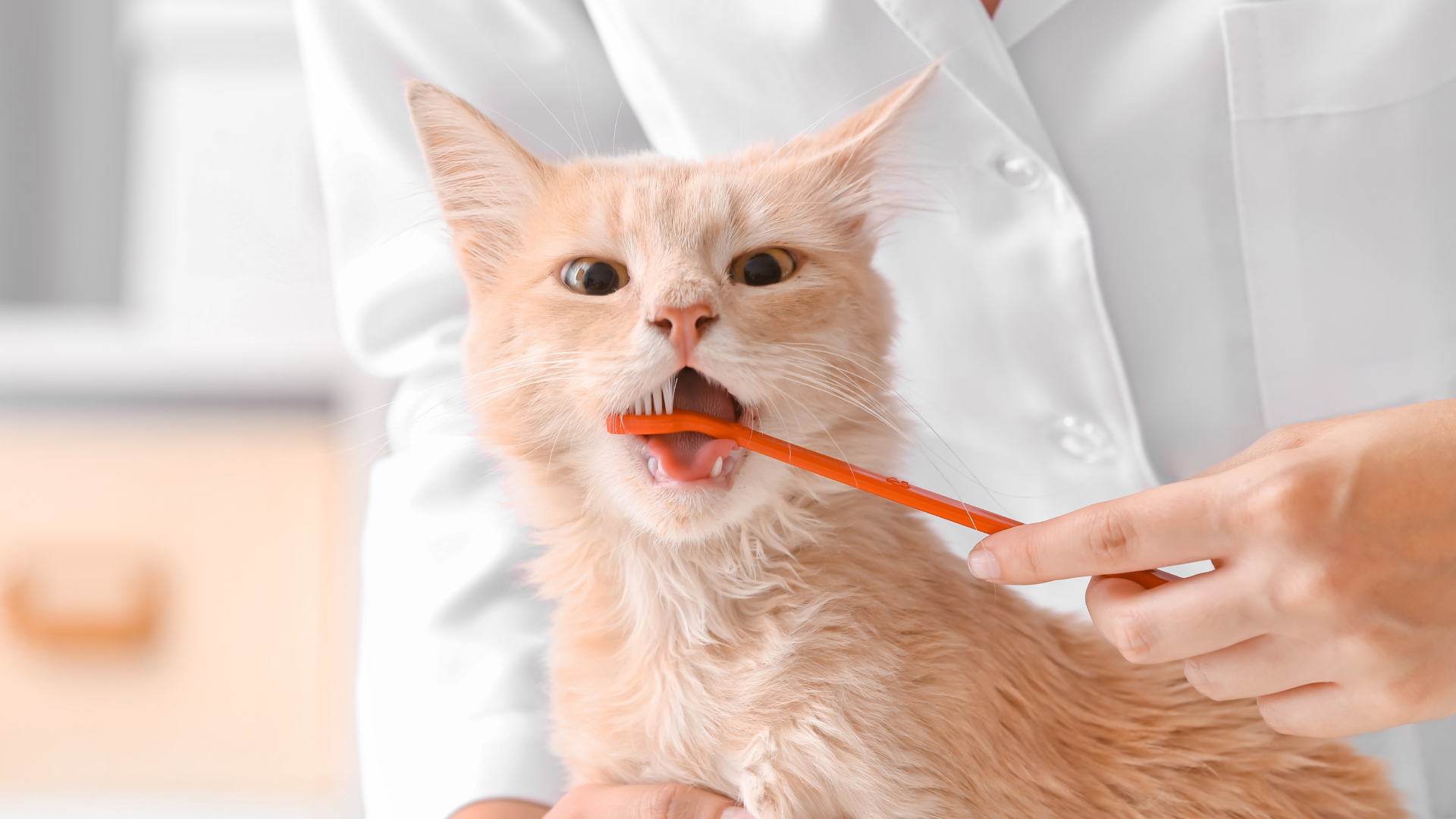 Teeth cleaning of cat