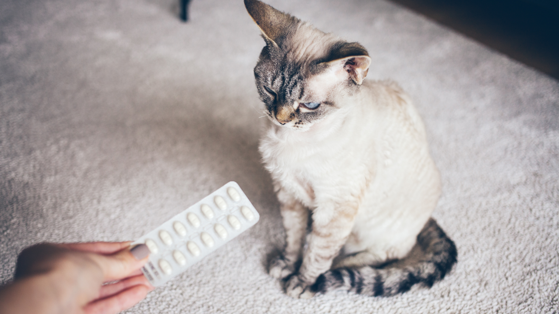 Woman giving medicines to cat