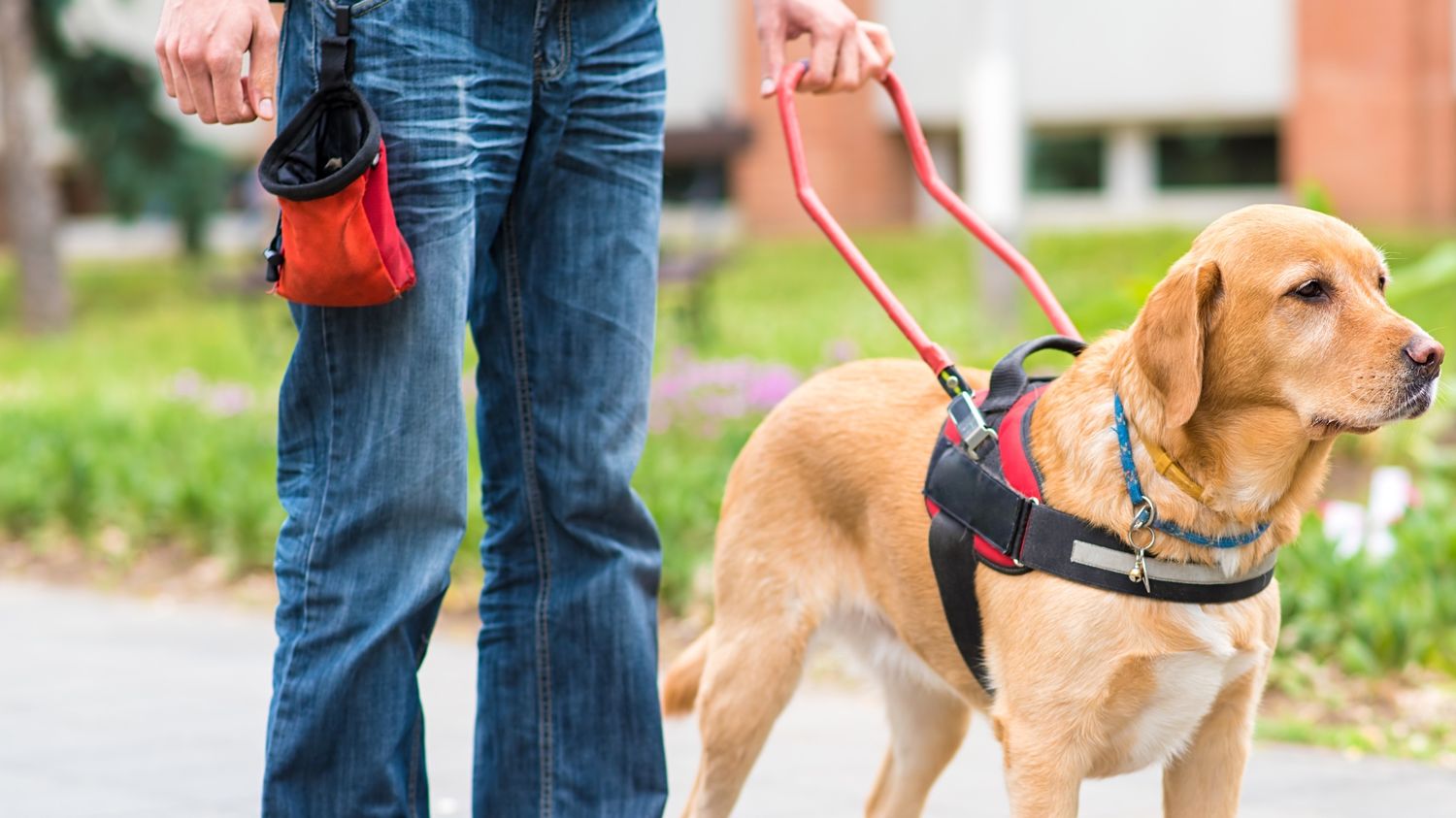 A dog walking on a road