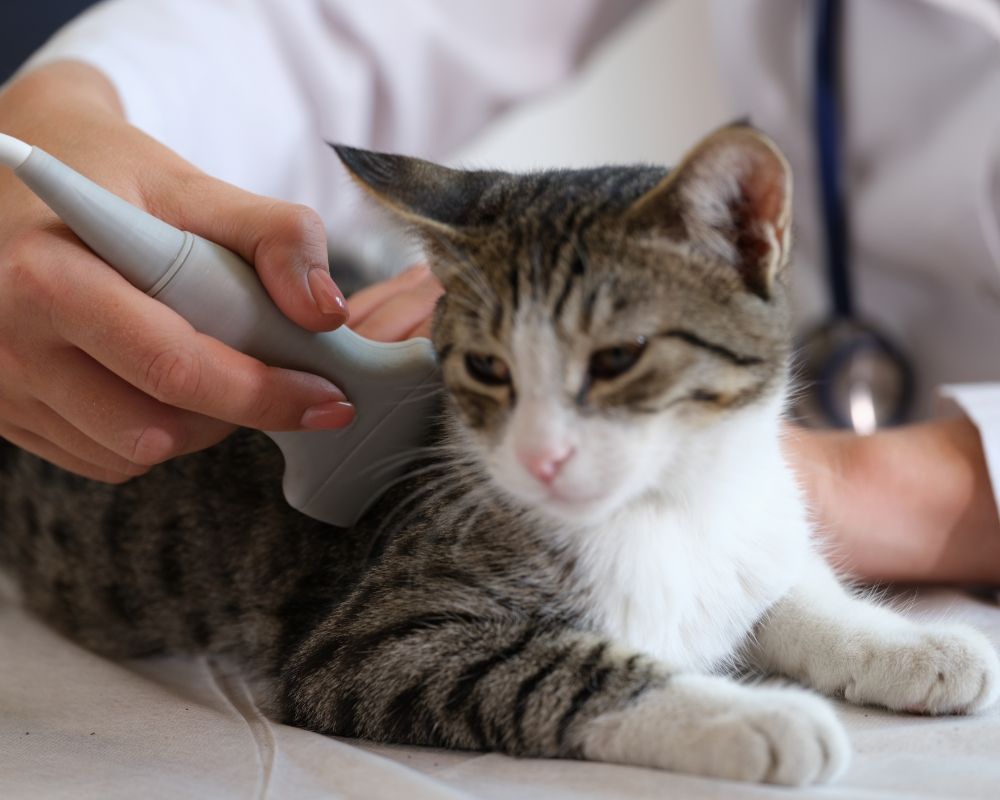 Pet Ultrasound