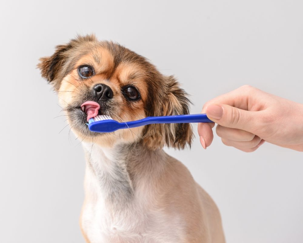 Pet Dental Cleaning