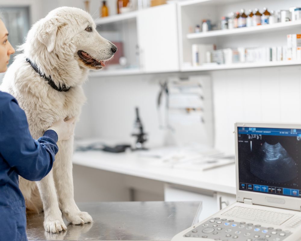 Pet Ultrasound