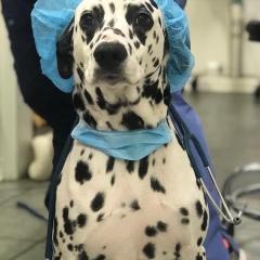 Dal