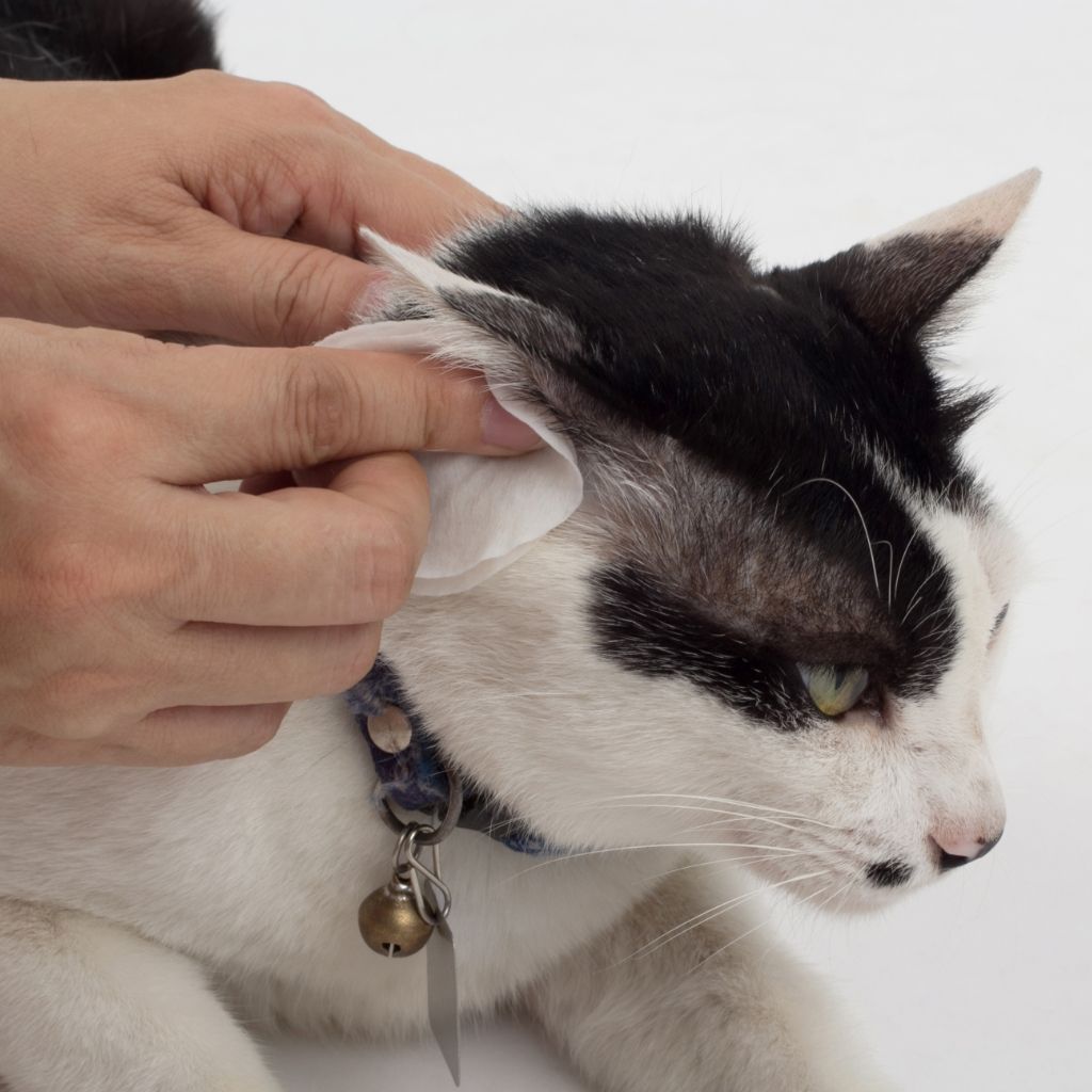 Cat Ear Testing