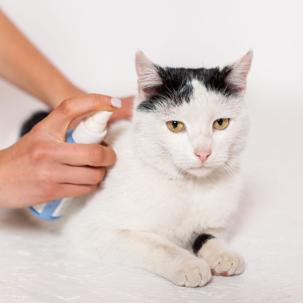 Pet Heartworm Treatment