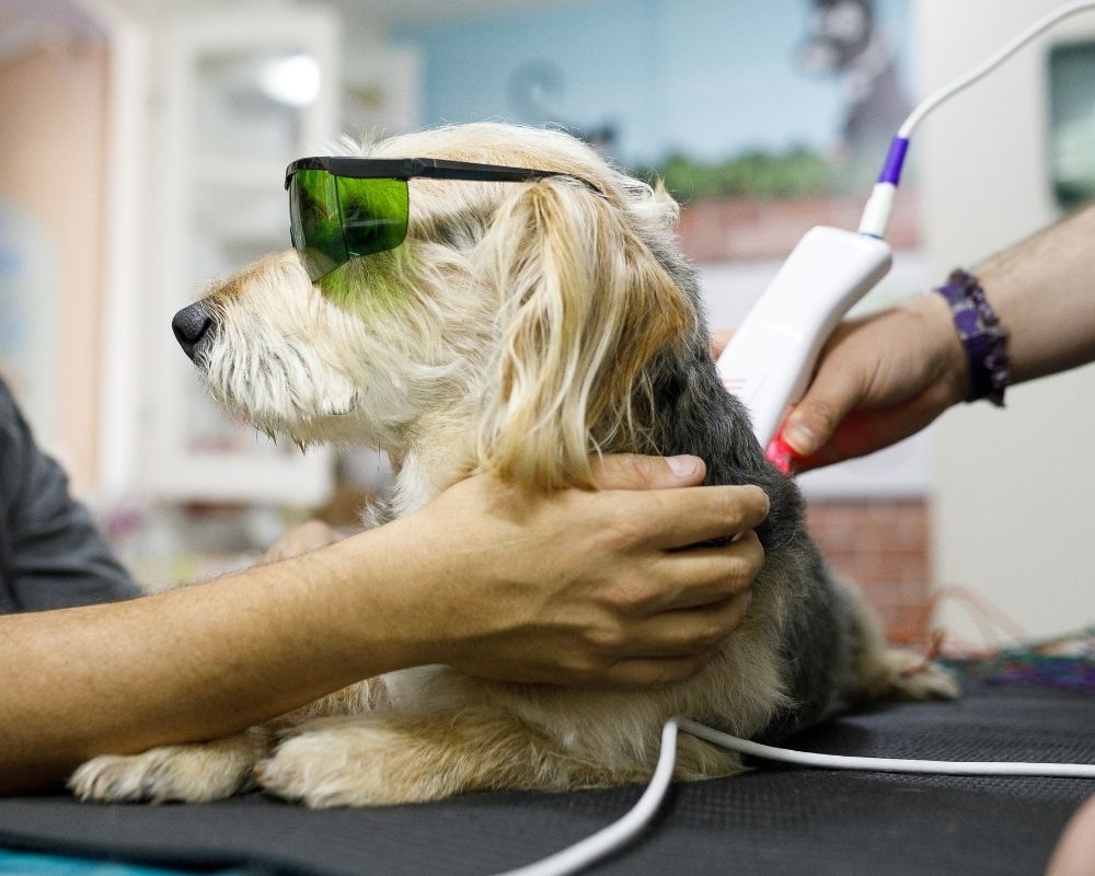 Man holding his dog while it's getting laser therapy