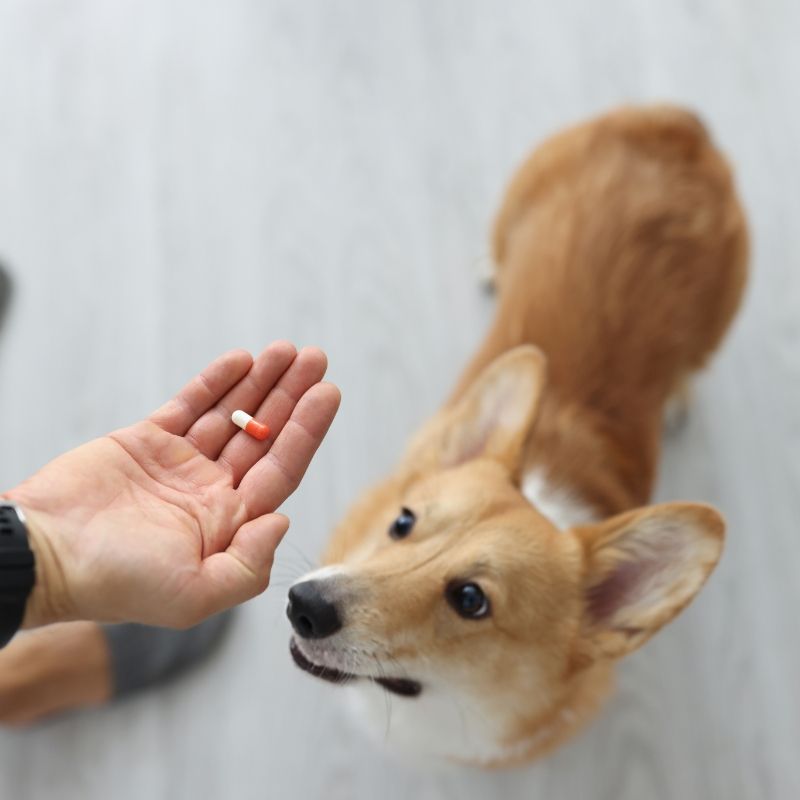 Pet food