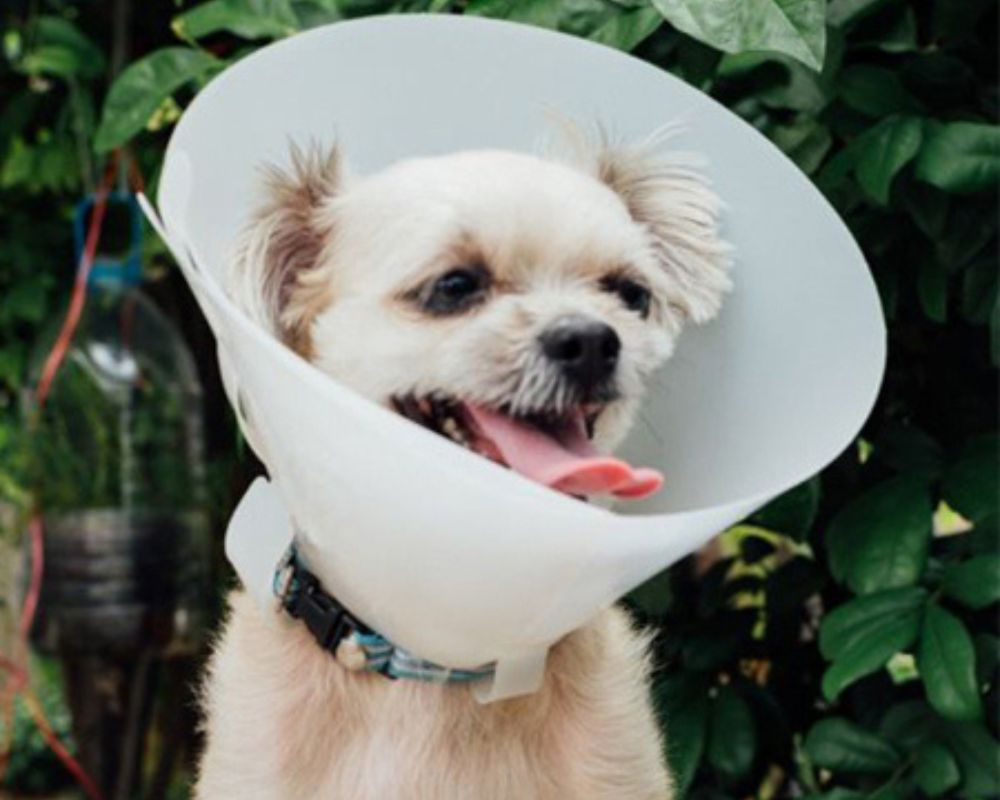 Pet Surgical care