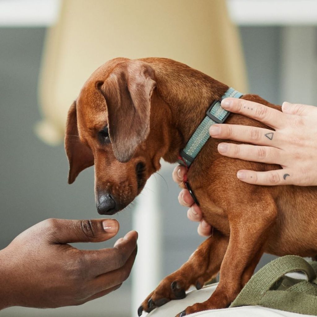 Pet health check