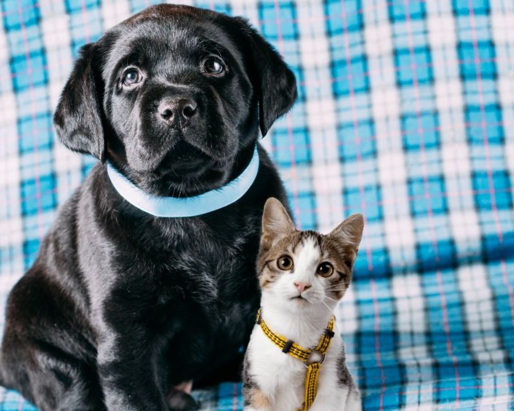 Puppy and Kitten