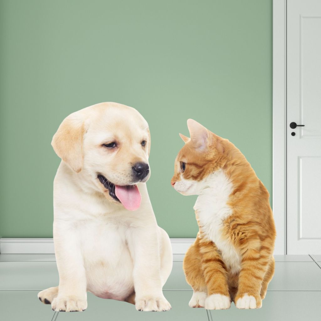 Puppy and Kitten Care