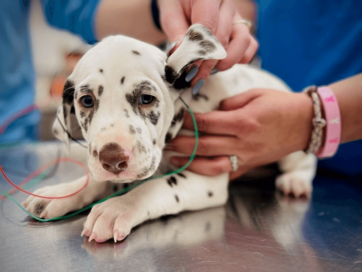 Puppy BAER Testing BAER Testing for a puppy